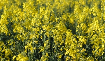 Fields of yellow rapeseed flowers