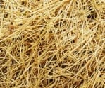 Rice straw 