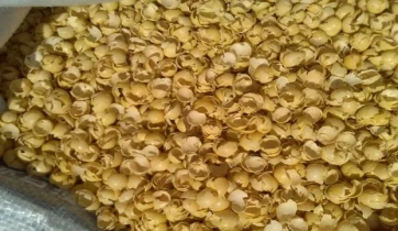 Golden bean hulls after soybeans are removed