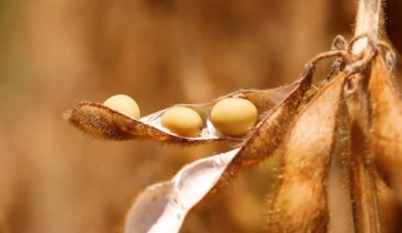 Soybean pods and soybean straw