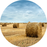 Bales of straw stacked in the fields