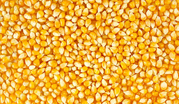 Golden corn kernels