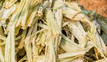 Sugarcane bagasse after juice extraction