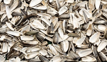 Shelled sunflower seeds without kernels