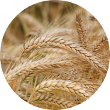 wheat ears