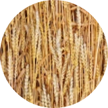 wheat straw raw materials