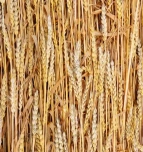 Wheat straw