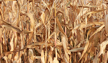 Sun-ripened corn and stalks