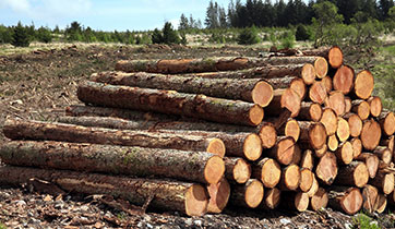 Many long logs piled together