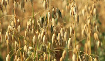 Golden oat straw under the sun