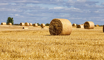 Bundled hay bales