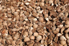 Areca Nut Shell