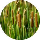 Green cattail grass