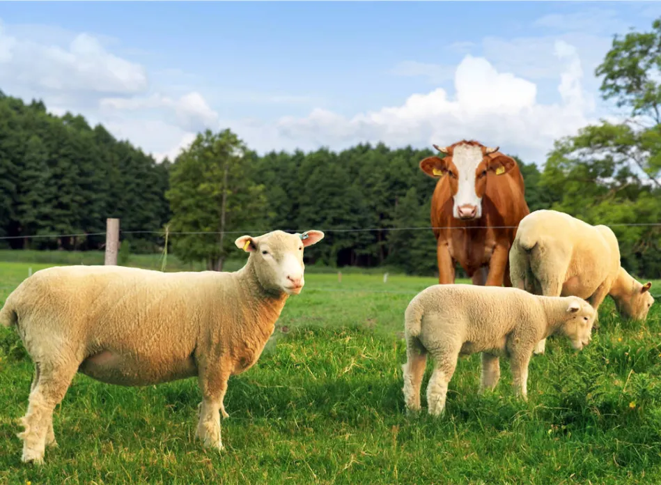 sheep and cattle on grassland