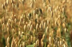 Golden oat grass