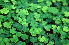 Green clovers