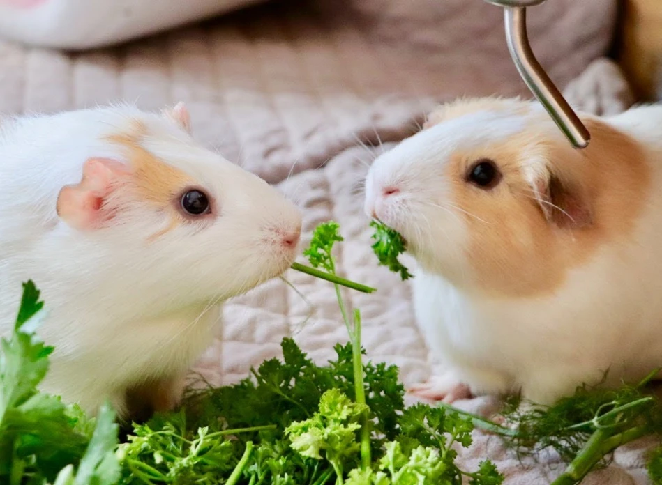 Guinea pigs eating grass