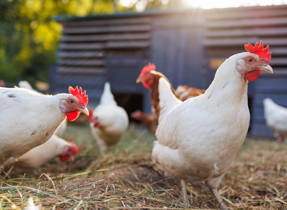 Many chickens in the poultry farm.