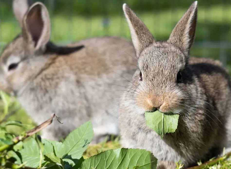 Rabbit is eating leaves.