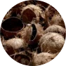Coconut shells