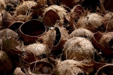 Coconut Husk