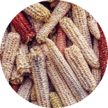 Corn cobs with different colors