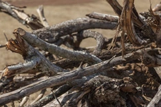 Dry branches