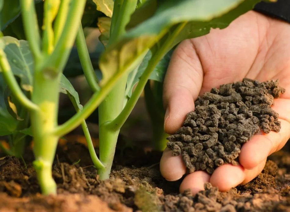 One hand is applying fertilizer.