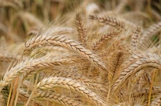 Wheat stalks and wheat ears