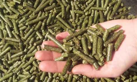 green alfalfa pellets in hand