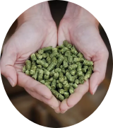 alfalfa pellets product show in hands