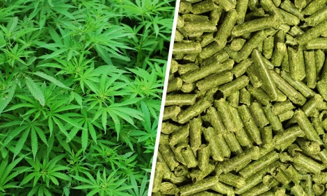 green hemp hay and hemp pellets
