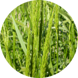 Green leymus chinensis