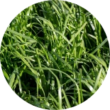 Green rye grass