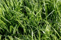 Ryegrass hay