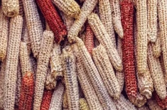 Corn cobs with two colors