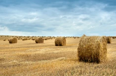 Rice straw bales
