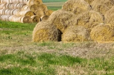 Bales of pasture hay on grassland