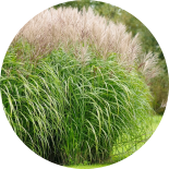 Large miscanthusn hays