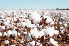 white cottonseed and cotton stalks