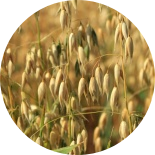 Oat grass