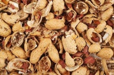 Peanut Shells