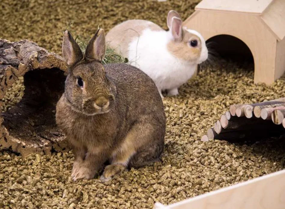 rabbits on pellet bedding