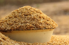 rice husk