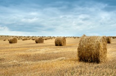 Bales of dry straw in the fields