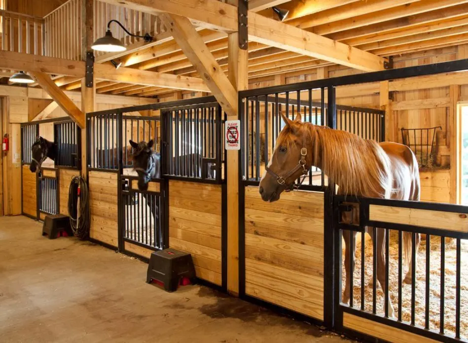 The horses in the stable