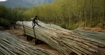 bamboo Processing Plant