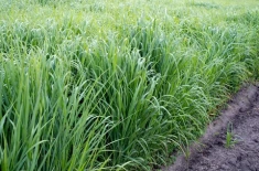 Switchgrass