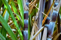 Sugarcane Leaf