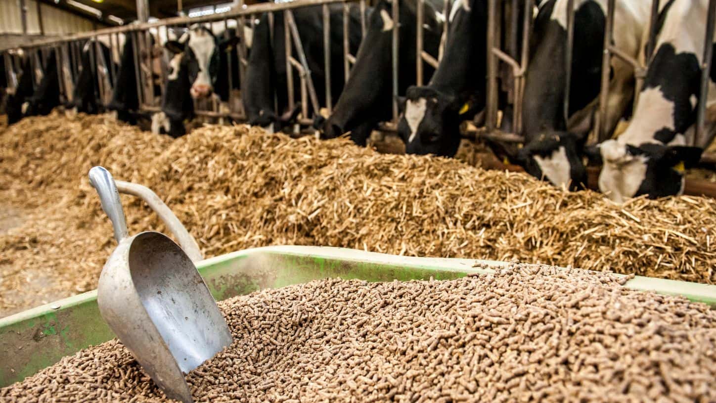feed pellet for ruminant